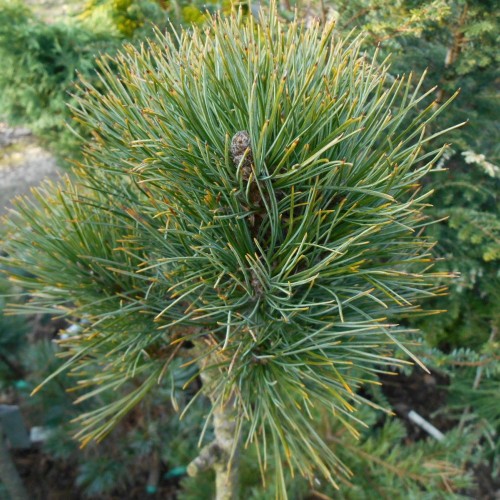 Pinus sibirica 'Beshenaya Reka' - Siberi seedermänd 'Beshenaya Reka' 